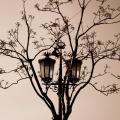 Chandeliers_on_Trees_by_AnaViegas