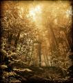 Enchanted_forest_by_Gutkin