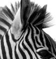 Zebra_Black_and_White_by_Jenvanw